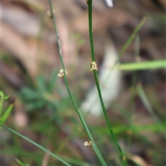 Amperea xiphoclada var. xiphoclada at Ulladulla, NSW - 14 Sep 2024 01:34 PM