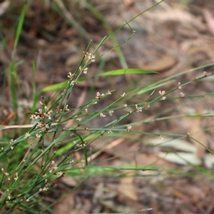 Amperea xiphoclada var. xiphoclada at Ulladulla, NSW - 14 Sep 2024