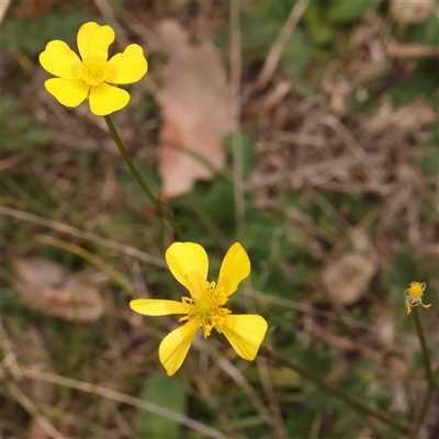 Ranunculus lappaceus (Australian Buttercup) at Gundaroo, NSW - 12 Sep 2024 by ConBoekel