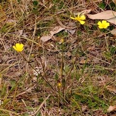 Ranunculus lappaceus at Gundaroo, NSW - 12 Sep 2024 01:09 PM