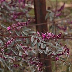 Indigofera australis subsp. australis (Australian Indigo) at Gundaroo, NSW - 12 Sep 2024 by ConBoekel