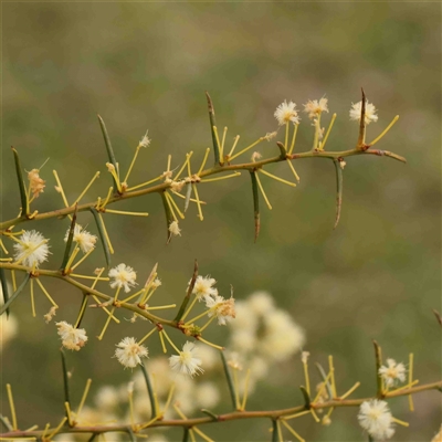 Acacia genistifolia (Early Wattle) at Gundaroo, NSW - 12 Sep 2024 by ConBoekel