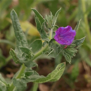 Echium plantagineum at Gundaroo, NSW - 12 Sep 2024