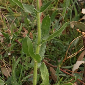 Echium plantagineum at Gundaroo, NSW - 12 Sep 2024