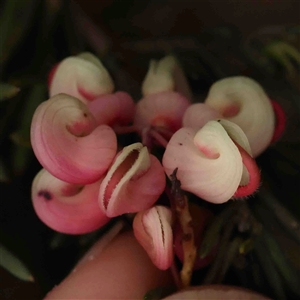 Grevillea lanigera at Gundaroo, NSW - 12 Sep 2024