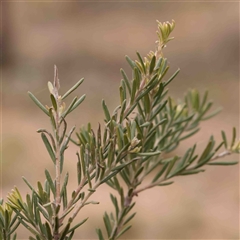 Grevillea lanigera at Gundaroo, NSW - 12 Sep 2024