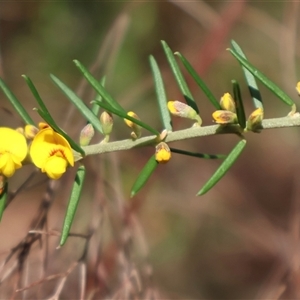 Aotus ericoides at Ulladulla, NSW - 14 Sep 2024