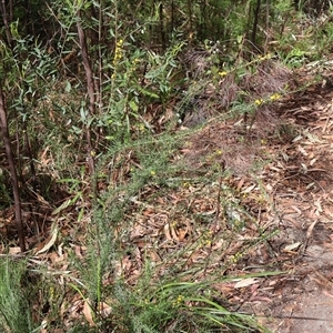 Aotus ericoides at Ulladulla, NSW - 14 Sep 2024