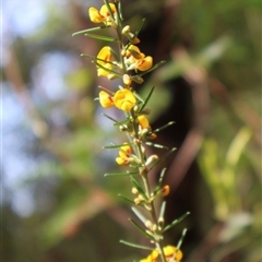 Aotus ericoides at Ulladulla, NSW - 14 Sep 2024 01:35 PM