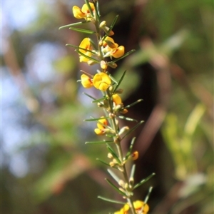 Aotus ericoides at Ulladulla, NSW - 14 Sep 2024