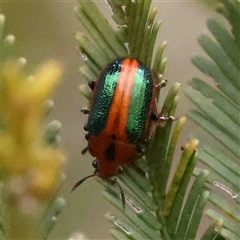 Calomela bartoni (Acacia Leaf Beetle) at Gundaroo, NSW - 12 Sep 2024 by ConBoekel