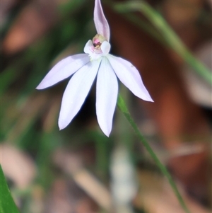 Caladenia carnea at Ulladulla, NSW - suppressed