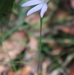 Caladenia carnea at Ulladulla, NSW - suppressed