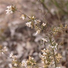 Lissanthe strigosa subsp. subulata at Gundaroo, NSW - 12 Sep 2024