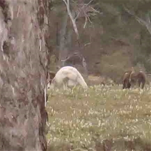 Macropus giganteus at Gundaroo, NSW - 12 Sep 2024