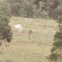 Macropus giganteus at Gundaroo, NSW - 12 Sep 2024