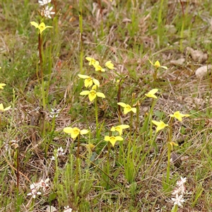 Diuris chryseopsis at Gundaroo, NSW - suppressed