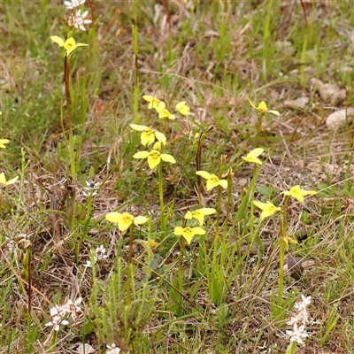 Diuris chryseopsis (Golden Moth) at Gundaroo, NSW - 12 Sep 2024 by ConBoekel