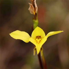 Diuris chryseopsis at Gundaroo, NSW - suppressed