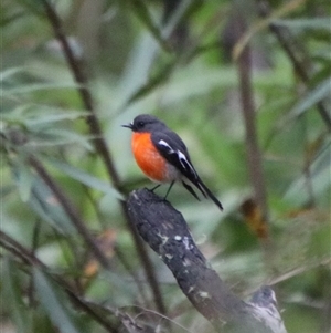 Petroica phoenicea at Reidsdale, NSW - 14 Sep 2024