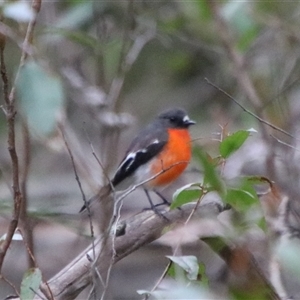 Petroica phoenicea at Reidsdale, NSW - 14 Sep 2024 03:15 PM