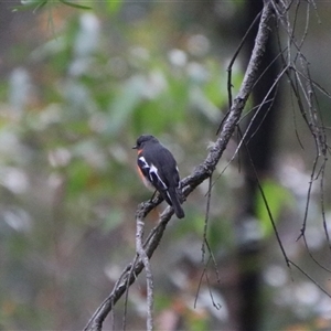 Petroica phoenicea at Reidsdale, NSW - 14 Sep 2024