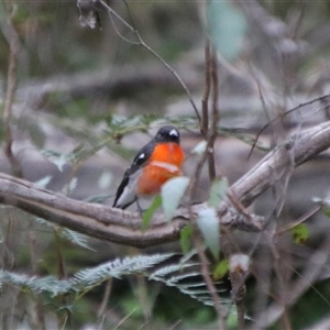 Petroica phoenicea at Reidsdale, NSW - 14 Sep 2024