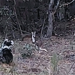 Osphranter robustus robustus at Lyons, ACT - 14 Sep 2024 05:50 PM