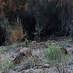 Osphranter robustus robustus at Lyons, ACT - 14 Sep 2024