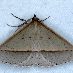 Epidesmia tryxaria at Bulli, NSW - 13 Sep 2024