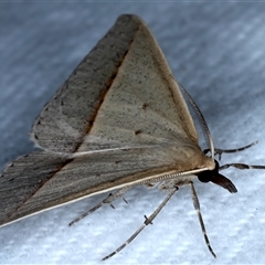 Epidesmia tryxaria at Bulli, NSW - 13 Sep 2024