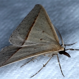 Epidesmia tryxaria at Bulli, NSW - 13 Sep 2024