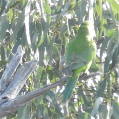 Polytelis swainsonii (Superb Parrot) at Kambah, ACT - 14 Sep 2024 by HelenCross