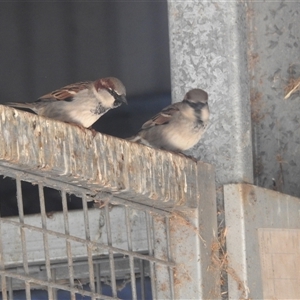 Passer domesticus at Kambah, ACT - 14 Sep 2024 09:09 AM