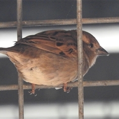 Passer domesticus at Kambah, ACT - 14 Sep 2024