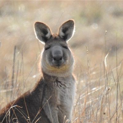 Macropus giganteus (Eastern Grey Kangaroo) at Kambah, ACT - 14 Sep 2024 by HelenCross