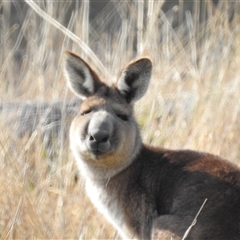 Macropus giganteus at Kambah, ACT - 14 Sep 2024