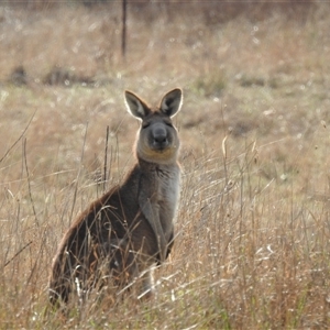 Macropus giganteus at Kambah, ACT - 14 Sep 2024