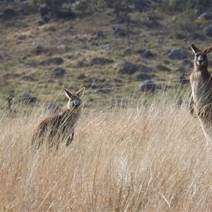 Macropus giganteus at Kambah, ACT - 14 Sep 2024