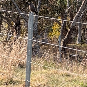 Artamus cyanopterus at Yarralumla, ACT - 14 Sep 2024