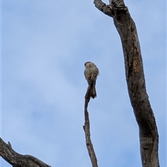 Falco cenchroides (Nankeen Kestrel) at Yarralumla, ACT - 14 Sep 2024 by mroseby