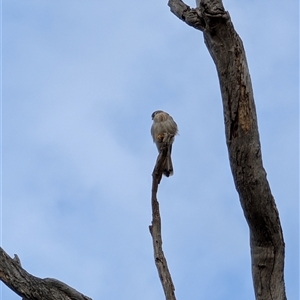 Falco cenchroides at Yarralumla, ACT - 14 Sep 2024