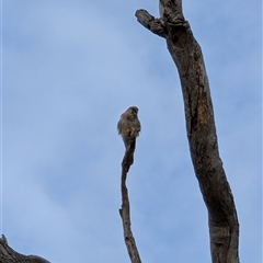 Falco cenchroides at Yarralumla, ACT - 14 Sep 2024