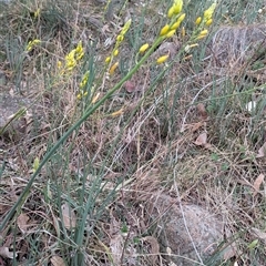 Bulbine glauca at Kambah, ACT - 14 Sep 2024 05:37 PM