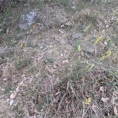 Bulbine glauca at Kambah, ACT - 14 Sep 2024