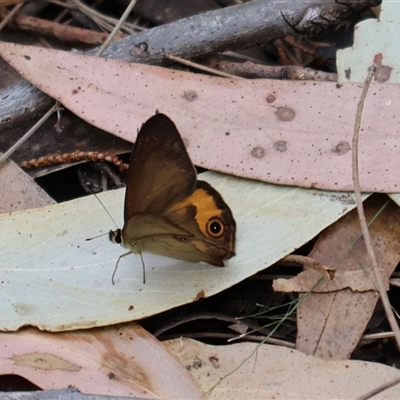 Hypocysta metirius (Brown Ringlet) at Ulladulla, NSW - 14 Sep 2024 by Clarel