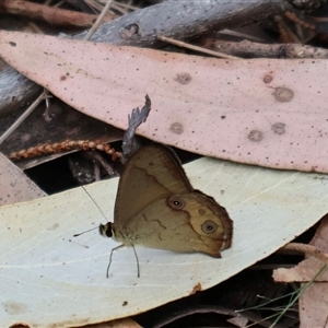 Hypocysta metirius at Ulladulla, NSW - 14 Sep 2024