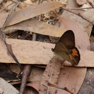 Hypocysta metirius at Ulladulla, NSW - 14 Sep 2024