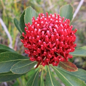 Telopea speciosissima at Ulladulla, NSW - 14 Sep 2024