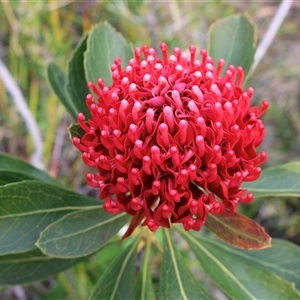Telopea speciosissima at Ulladulla, NSW - suppressed